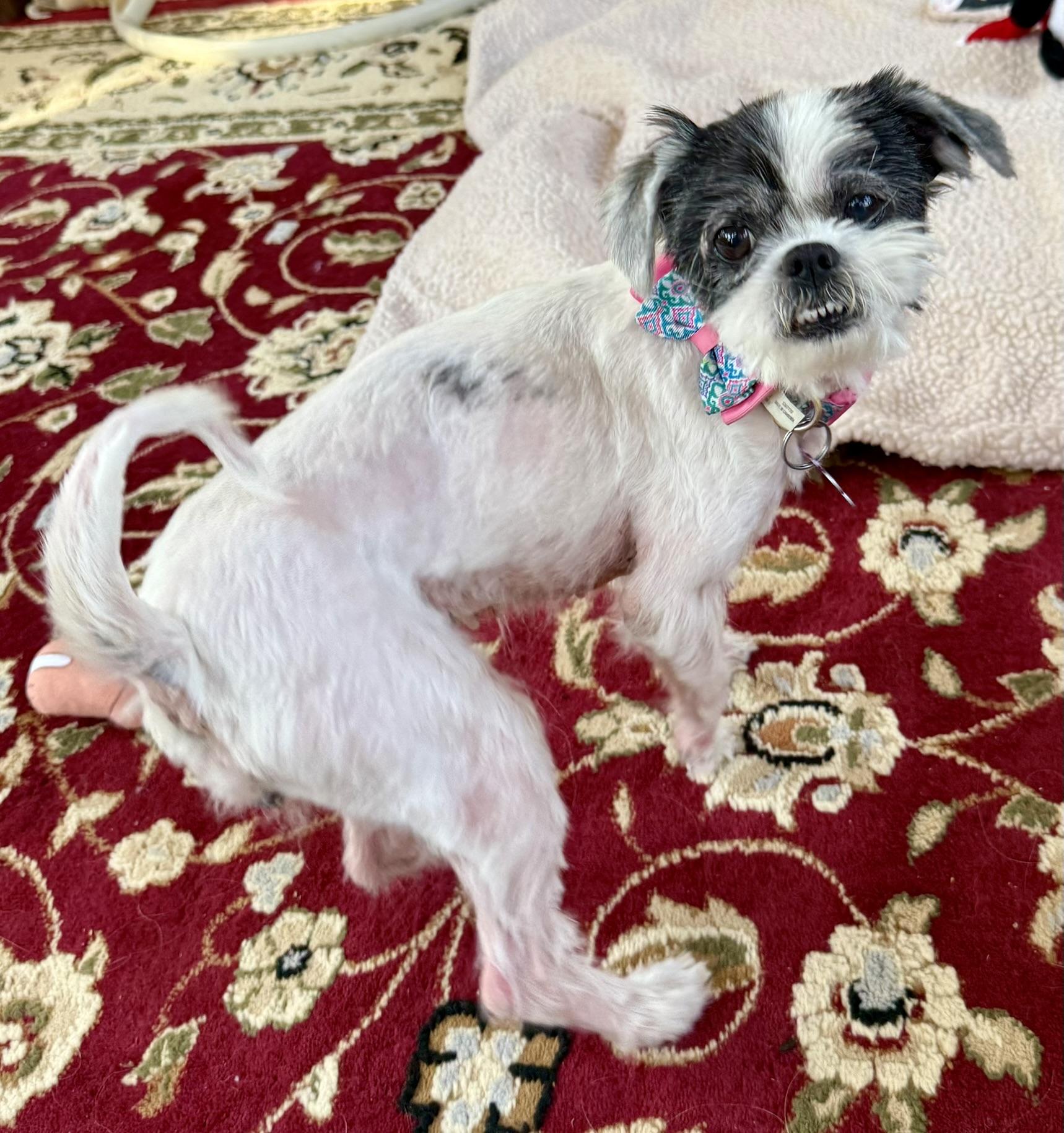 Enlarge Abby, a ADOPTABLE Shih Tzu in Williamsburg, VA image 5/6