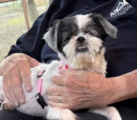 Enlarge Abby, a ADOPTABLE Shih Tzu in Williamsburg, VA image 1/6