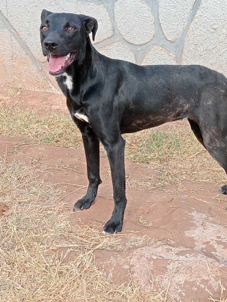 Athenea (CP), Adoptable, Puppy Female Mixed Breed.