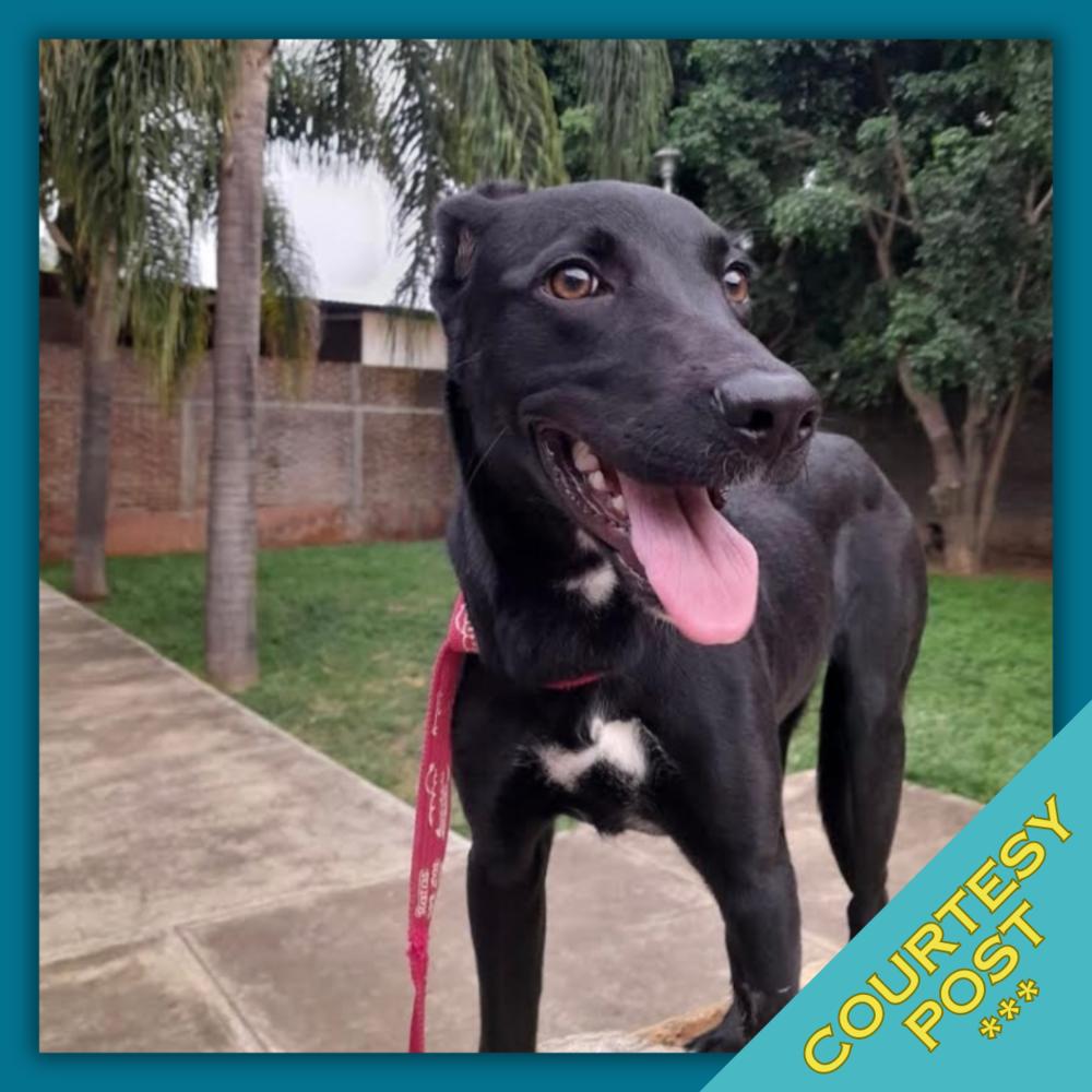 Enlarge Athenea (CP), a Adoptable mixed breed in San Diego, CA image 2/6