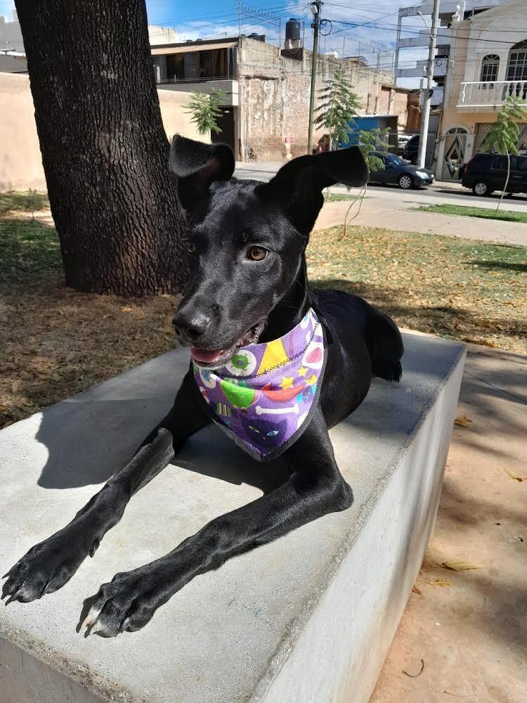 Enlarge Athenea (CP), a Adoptable mixed breed in San Diego, CA image 3/6