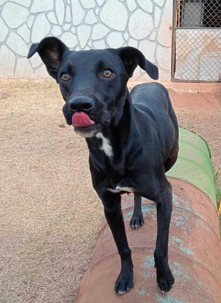 Enlarge Athenea (CP), a Adoptable mixed breed in San Diego, CA image 4/6