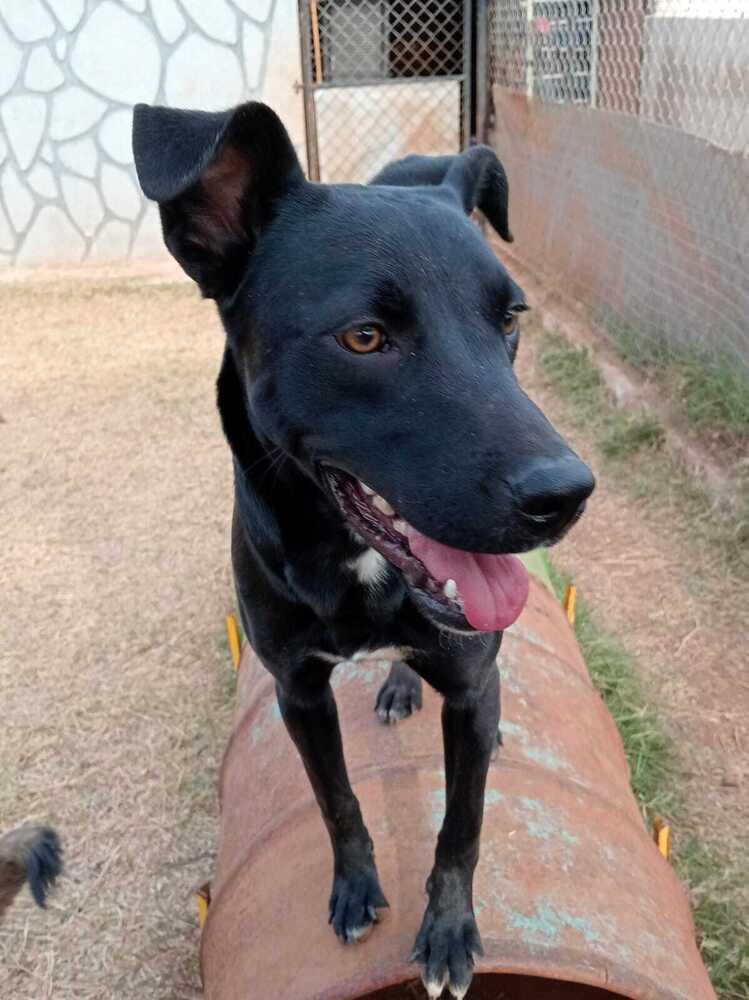 Enlarge Athenea (CP), a Adoptable mixed breed in San Diego, CA image 5/6