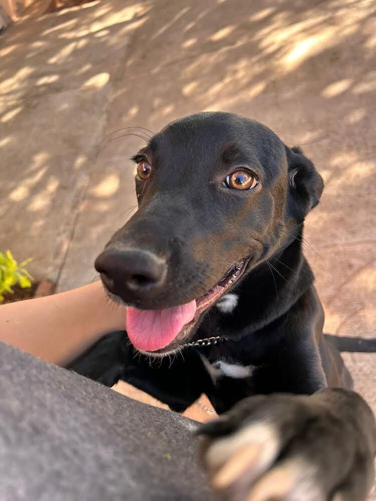 Enlarge Athenea (CP), a Adoptable mixed breed in San Diego, CA image 6/6