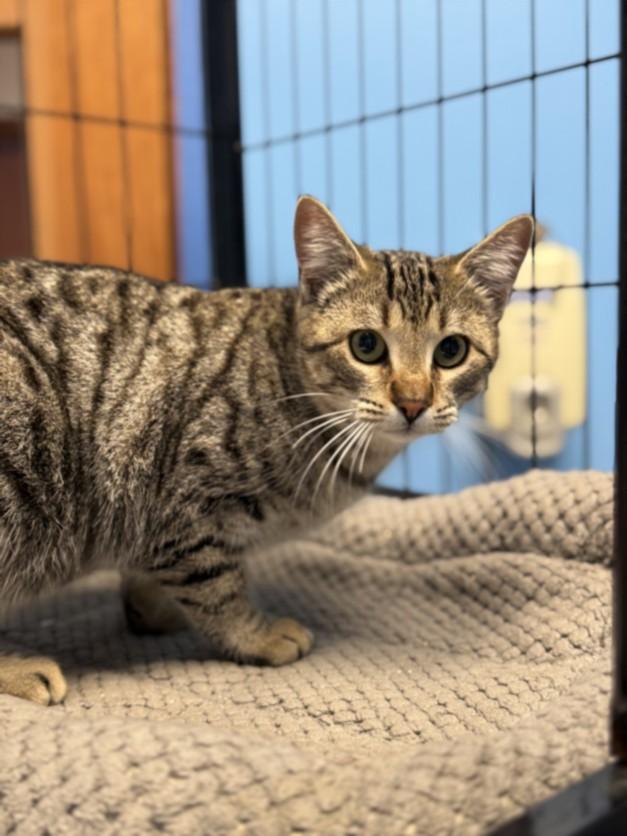 NUTMEG, Adoptable, Young Female Domestic Short Hair.