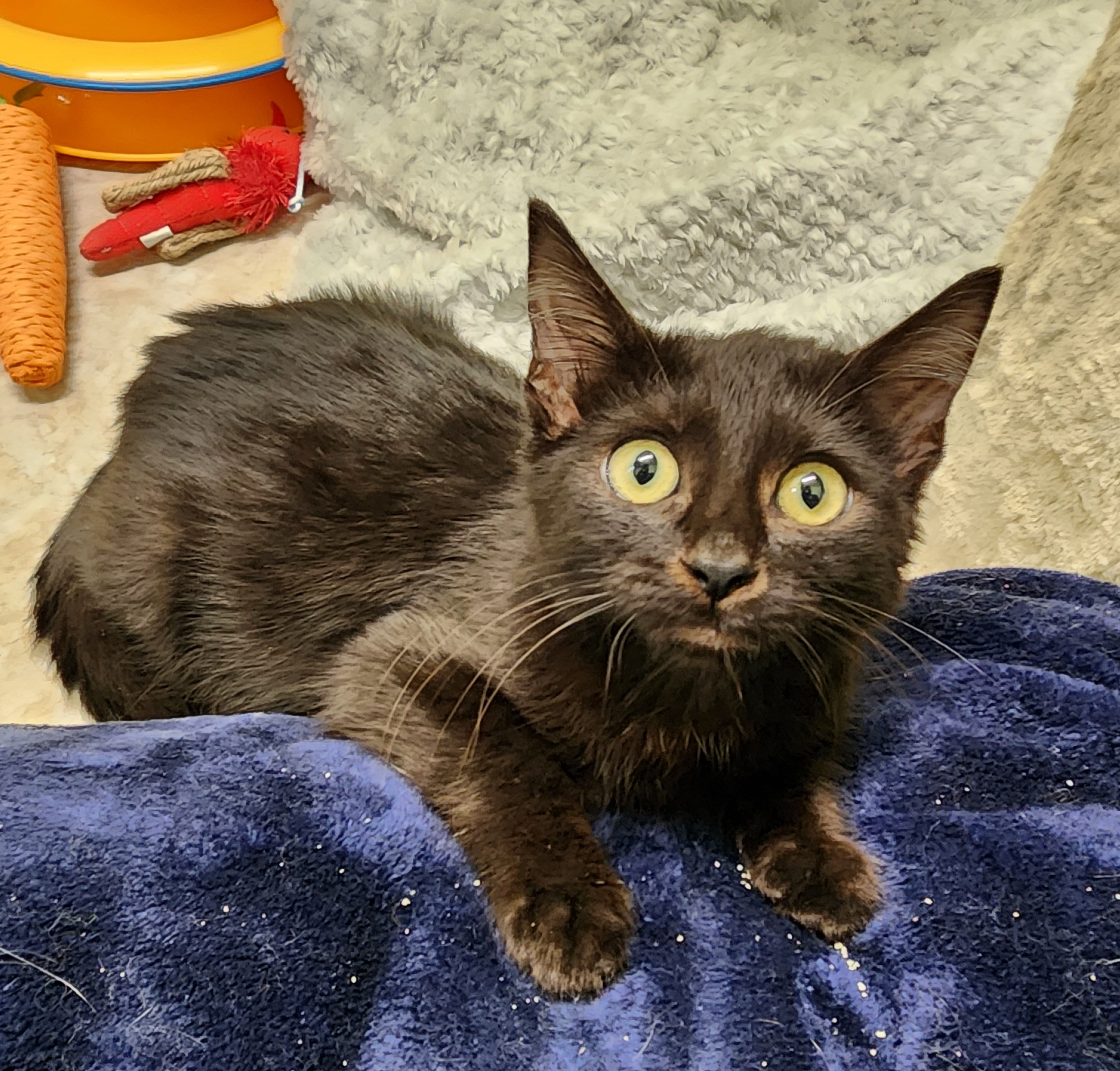 Freddie, an adoptable Domestic Medium Hair in Waterloo, IA, 50707 | Photo Image 3