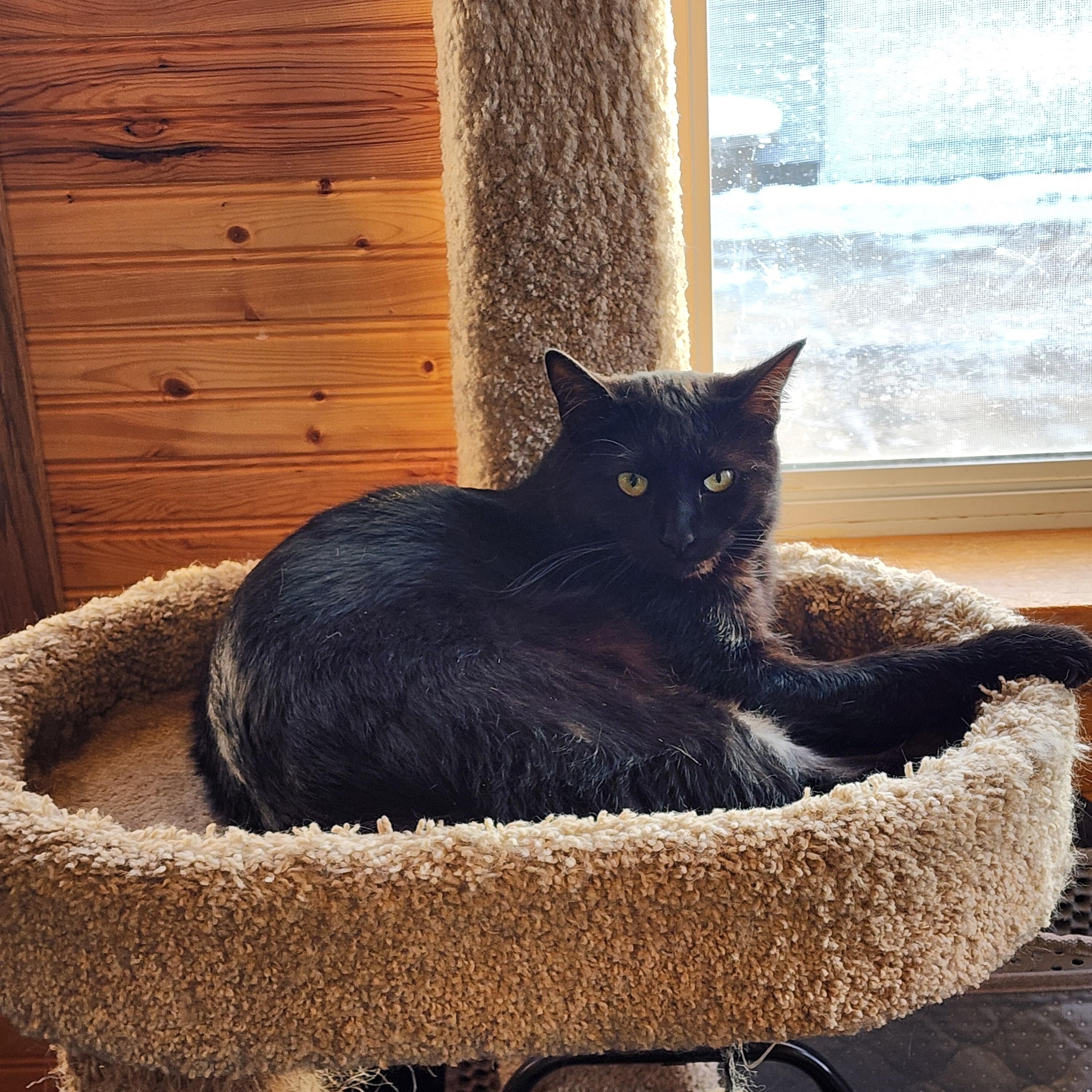 Freddie, a Adoptable Domestic Medium Hair in Waterloo, IA image 1/4
