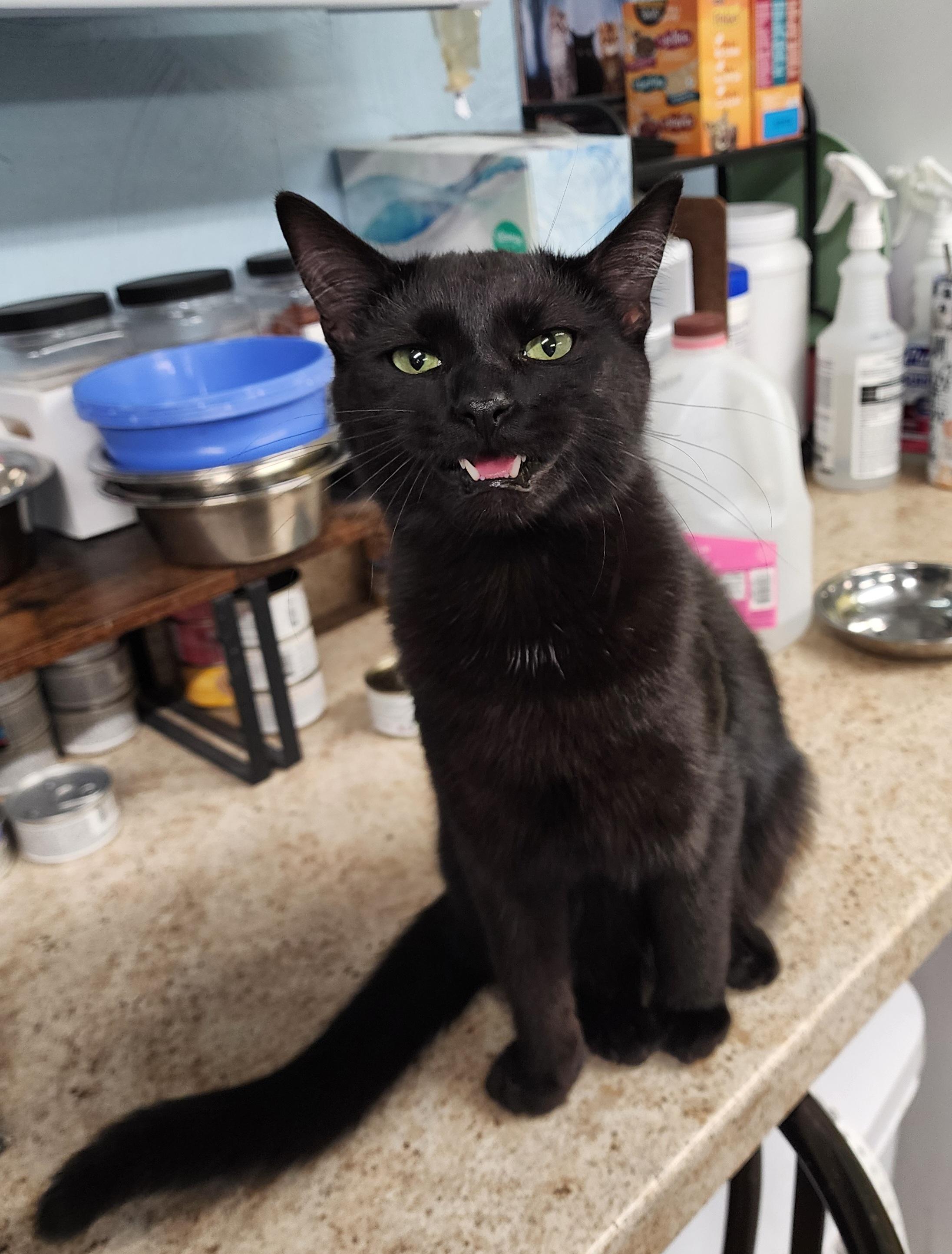 Freddie, a Adoptable Domestic Medium Hair in Waterloo, IA image 2/4