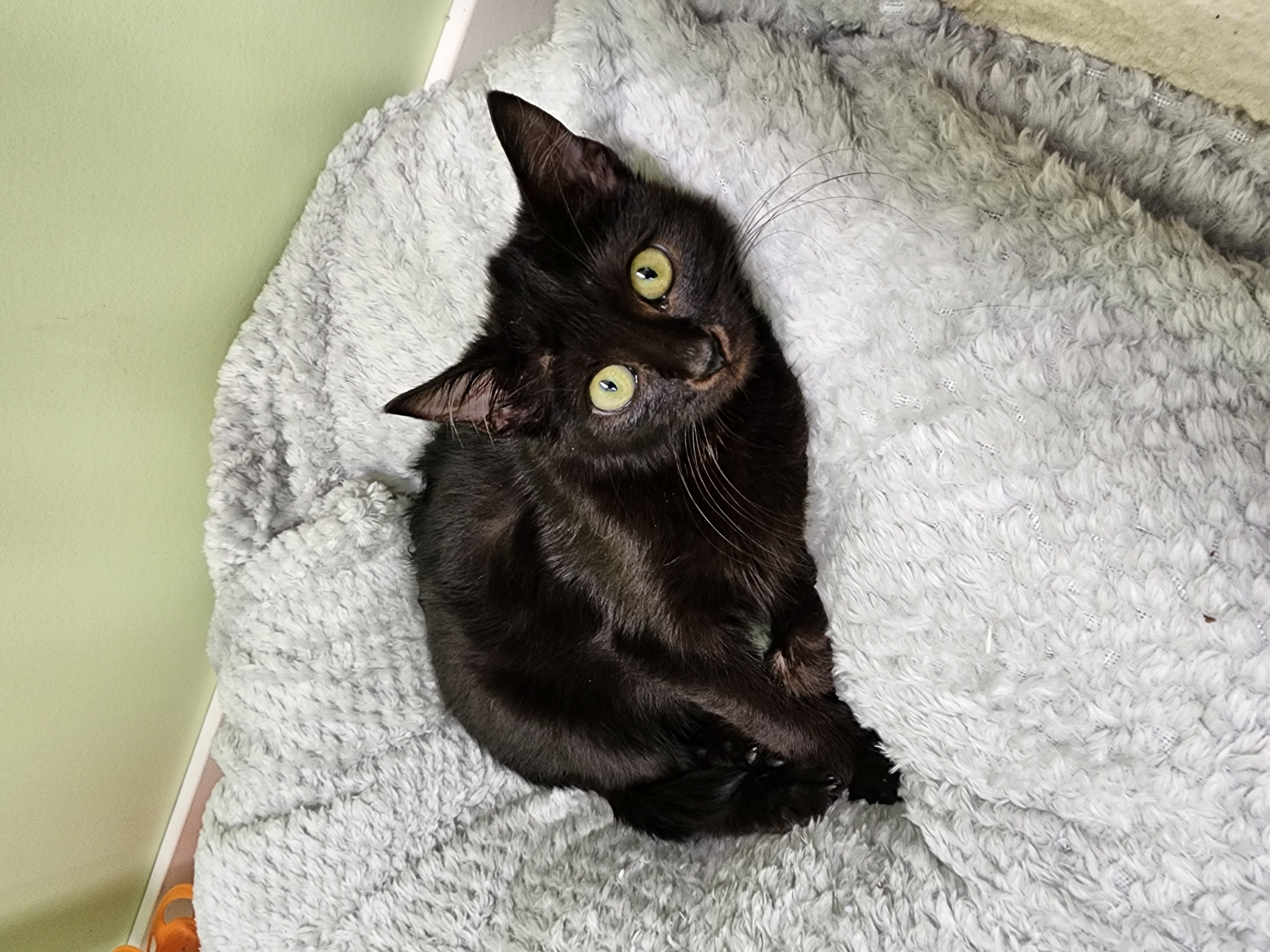 Freddie, an adoptable Domestic Medium Hair in Waterloo, IA, 50707 | Photo Image 4