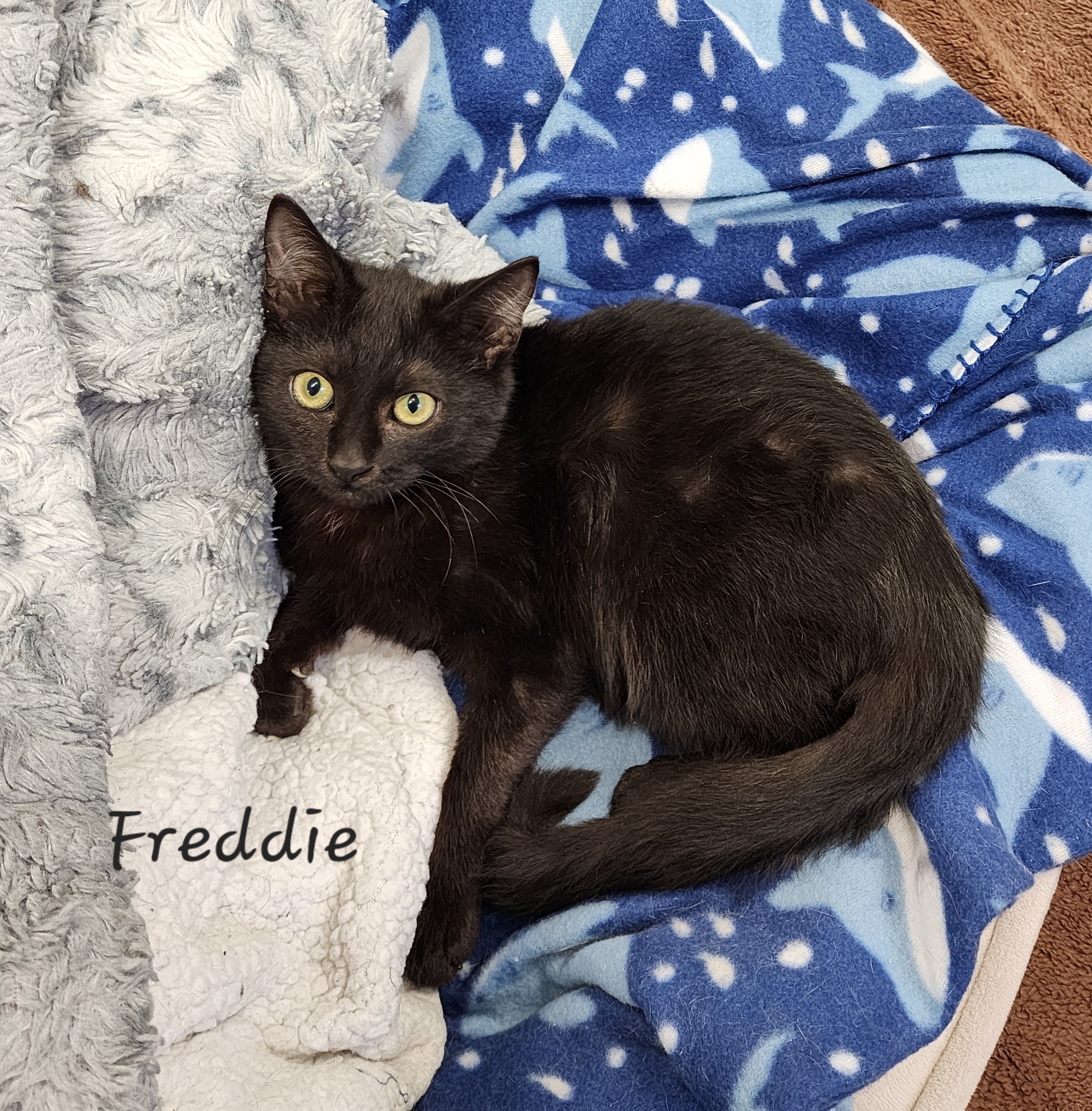Freddie, a Adoptable Domestic Medium Hair in Waterloo, IA image 3/4