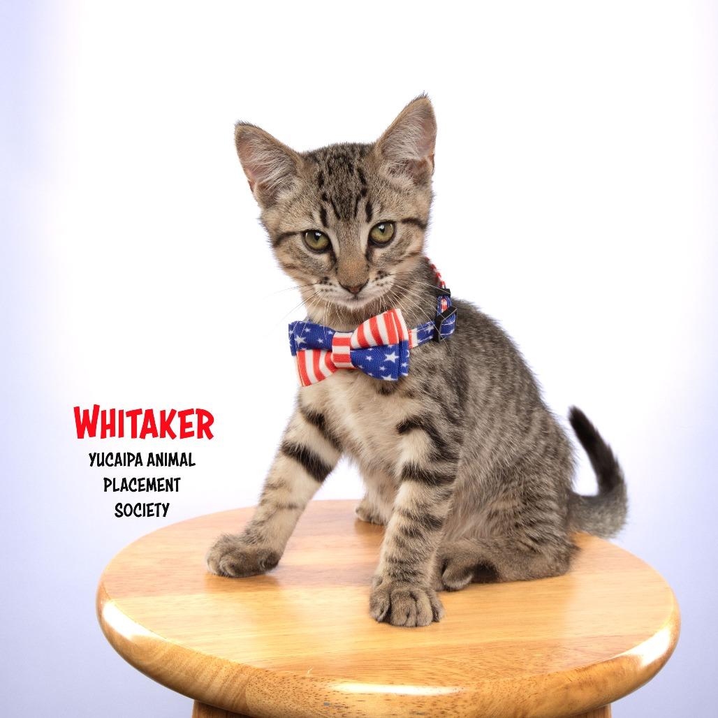 Enlarge Whitaker, a Adoptable Domestic Short Hair in Yucaipa, CA image 1/5