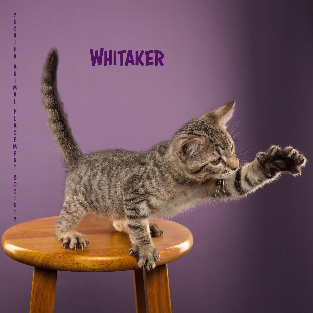 Enlarge Whitaker, a Adoptable Domestic Short Hair in Yucaipa, CA image 2/5