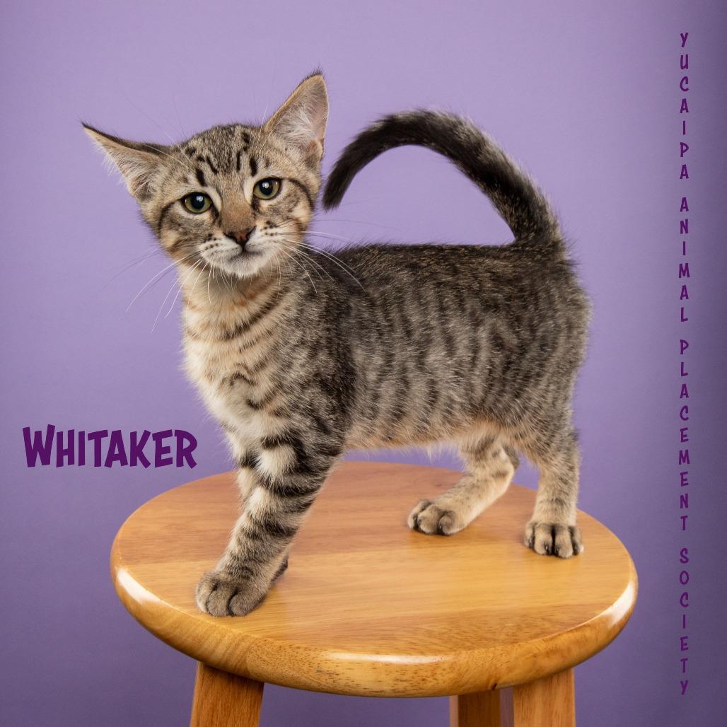 Enlarge Whitaker, a Adoptable Domestic Short Hair in Yucaipa, CA image 3/5