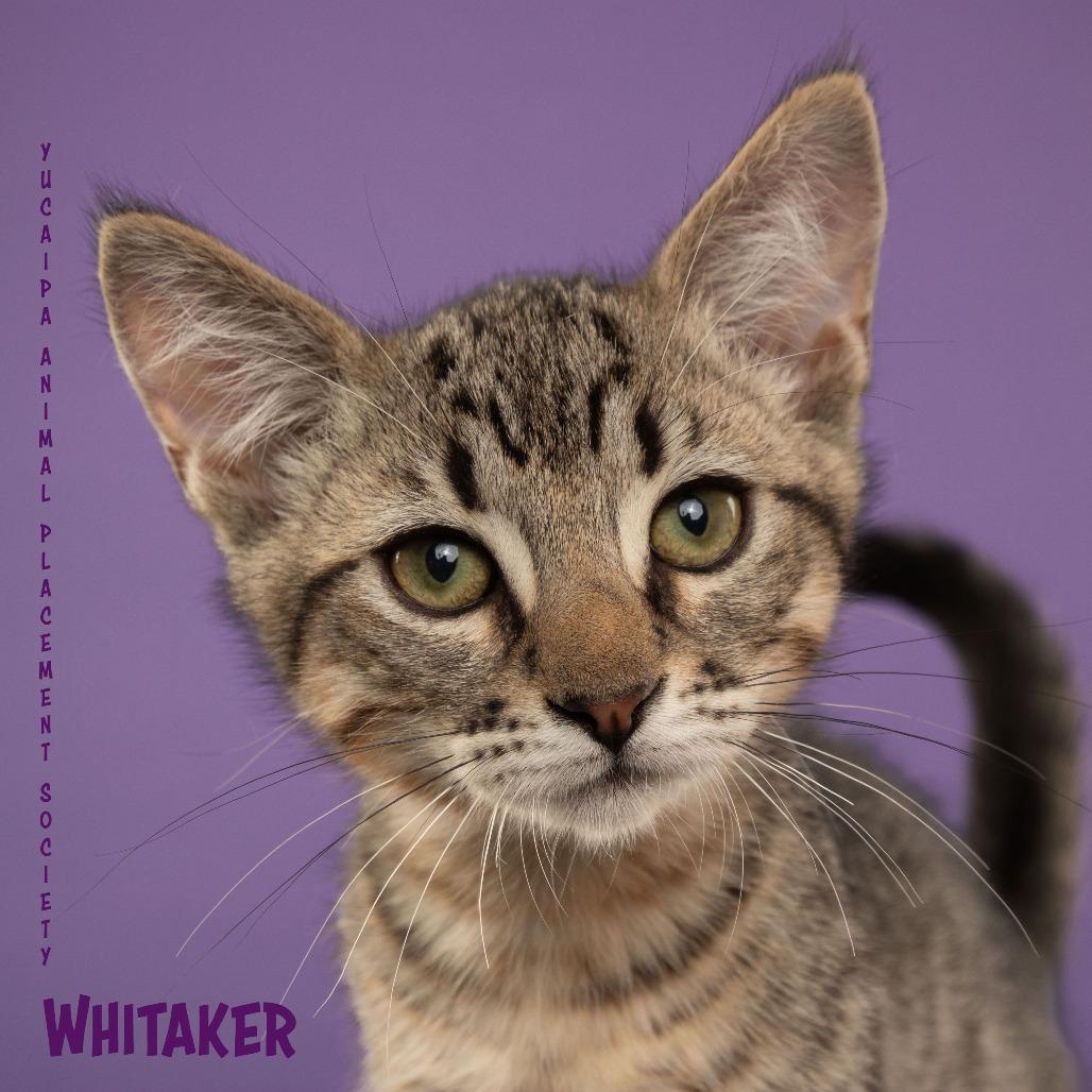 Enlarge Whitaker, a Adoptable Domestic Short Hair in Yucaipa, CA image 4/5
