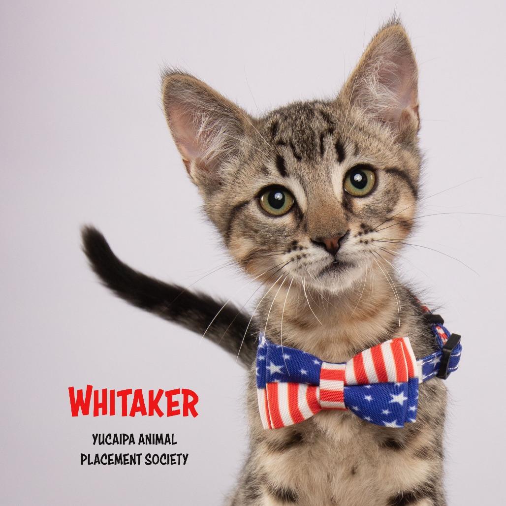 Enlarge Whitaker, a Adoptable Domestic Short Hair in Yucaipa, CA image 5/5