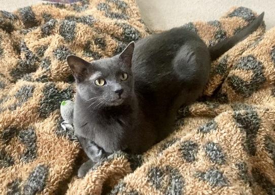 Pebbles, a Adoptable Domestic Short Hair in Ipswich, MA image 1/5