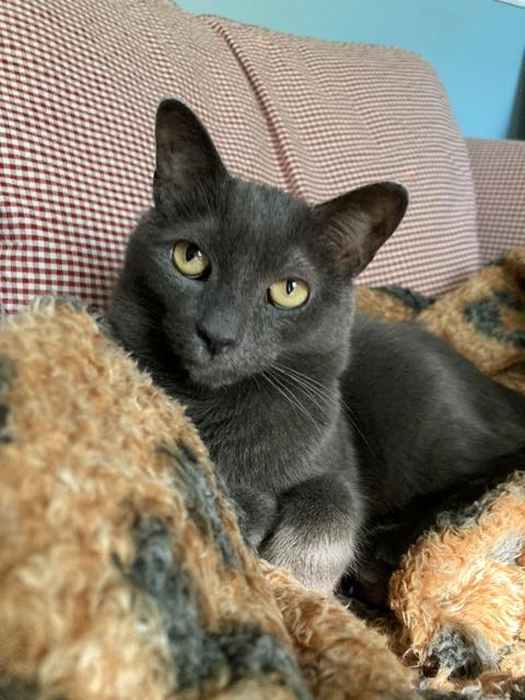 Pebbles, a Adoptable Domestic Short Hair in Ipswich, MA image 3/5