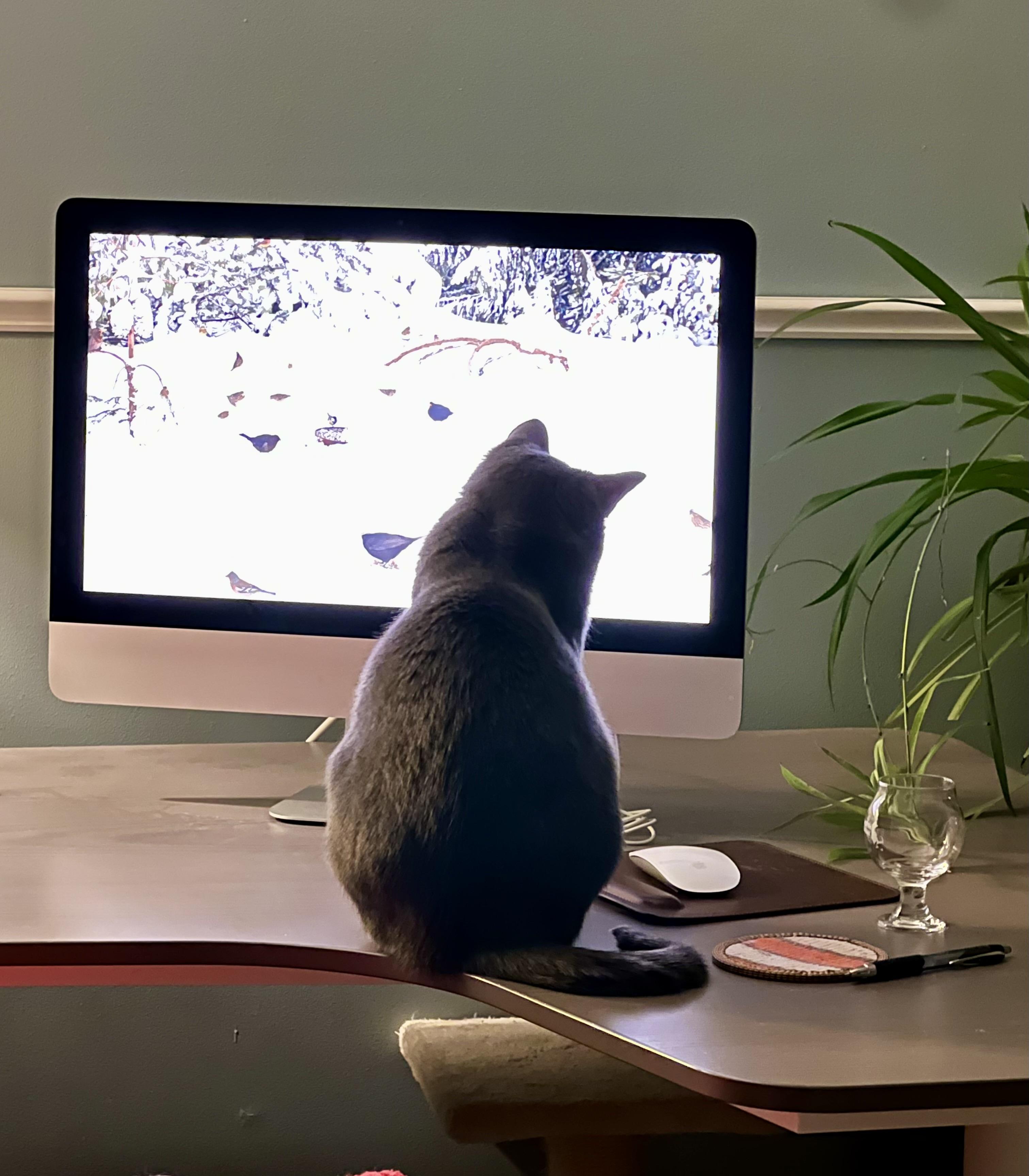 Pebbles, a Adoptable Domestic Short Hair in Ipswich, MA image 2/5