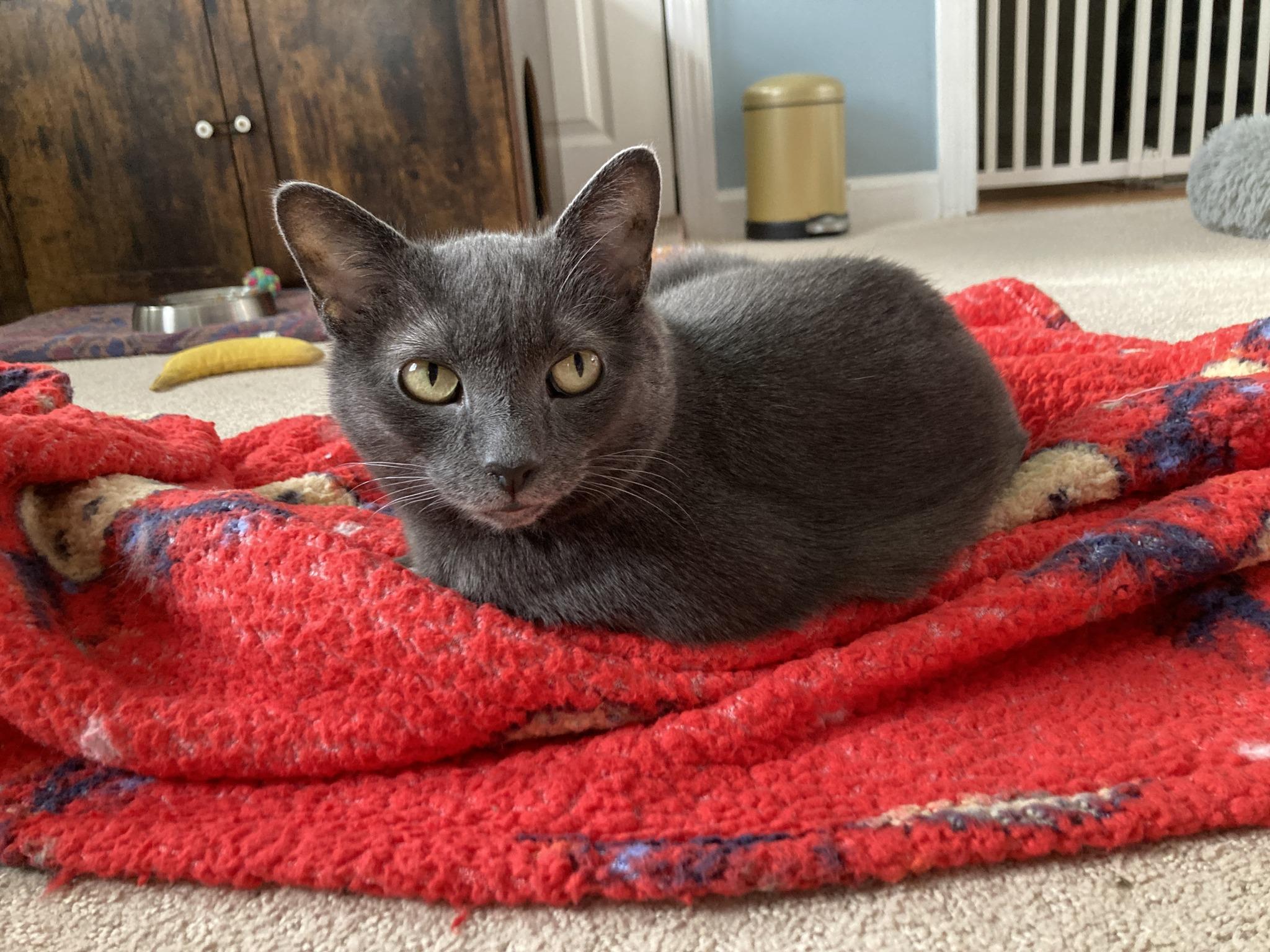 Pebbles, Adoptable, Adult Female Domestic Short Hair.