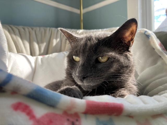 Pebbles, a Adoptable Domestic Short Hair in Ipswich, MA image 4/5
