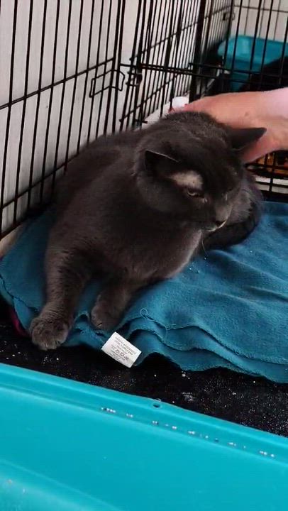 Enlarge Pebbles, a Adoptable Domestic Short Hair in Ipswich, MA video 5/5