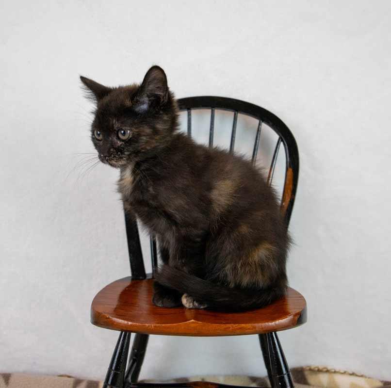Enlarge Rice, a Adoptable mixed breed in Kennesaw, GA image 4/6