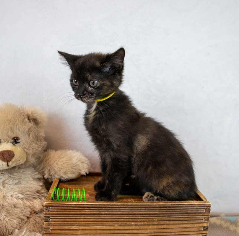 Enlarge Rice, a Adoptable mixed breed in Kennesaw, GA image 5/6