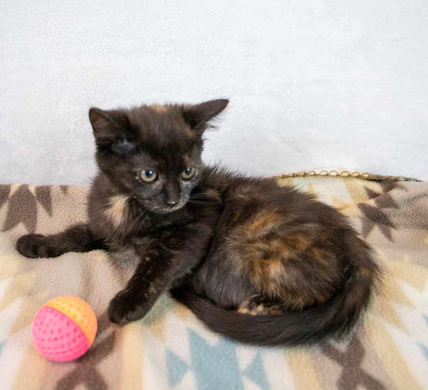 Enlarge Rice, a Adoptable mixed breed in Kennesaw, GA image 3/6