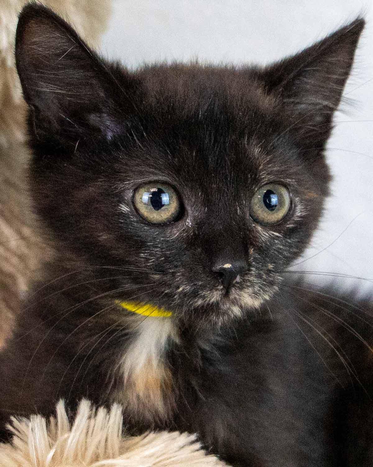 Enlarge Rice, a Adoptable mixed breed in Kennesaw, GA image 1/6