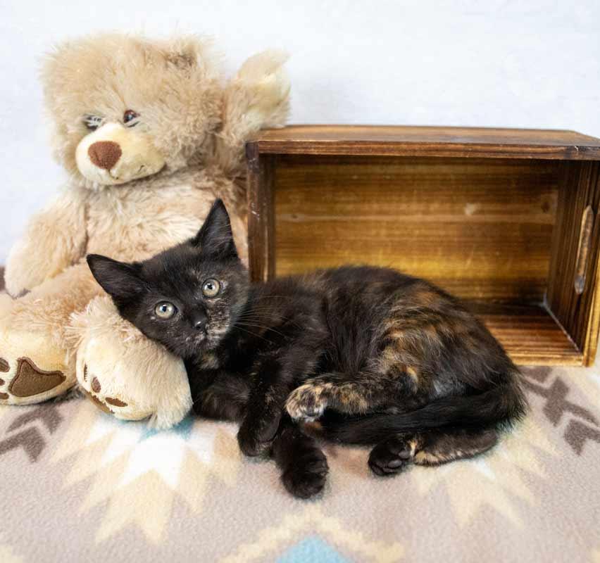 Enlarge Rice, a Adoptable mixed breed in Kennesaw, GA image 6/6