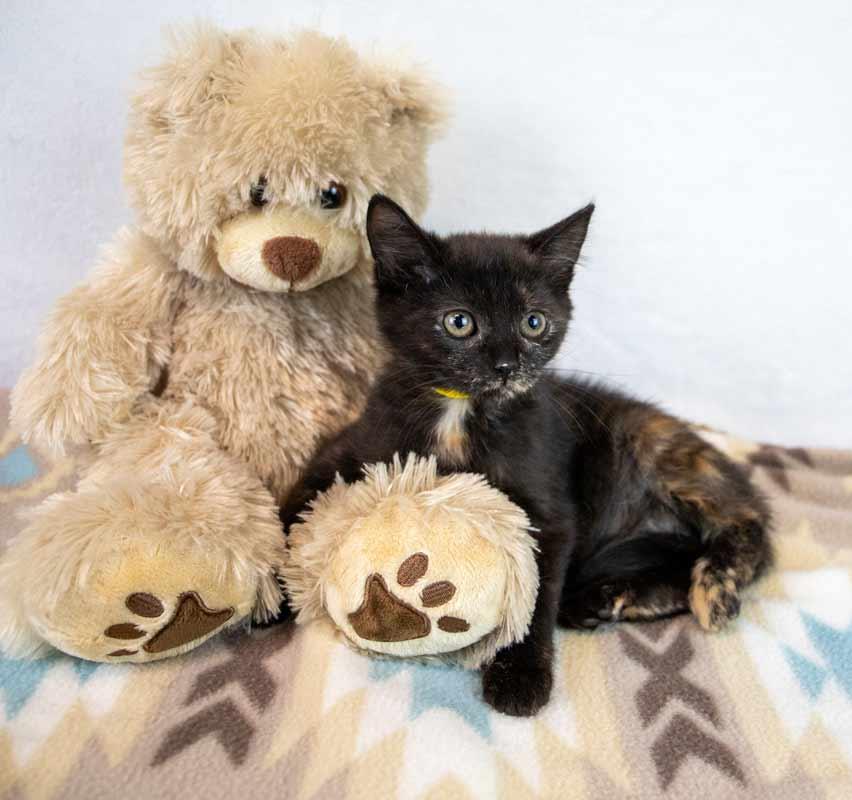 Enlarge Rice, a Adoptable mixed breed in Kennesaw, GA image 2/6