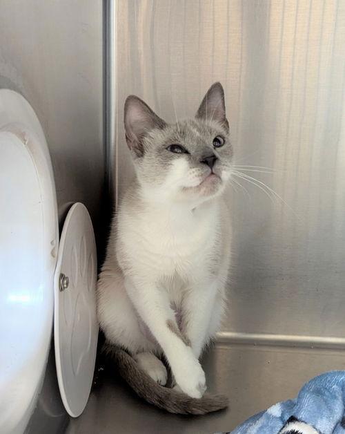 Gita, Adopted, Adult Female Siamese.