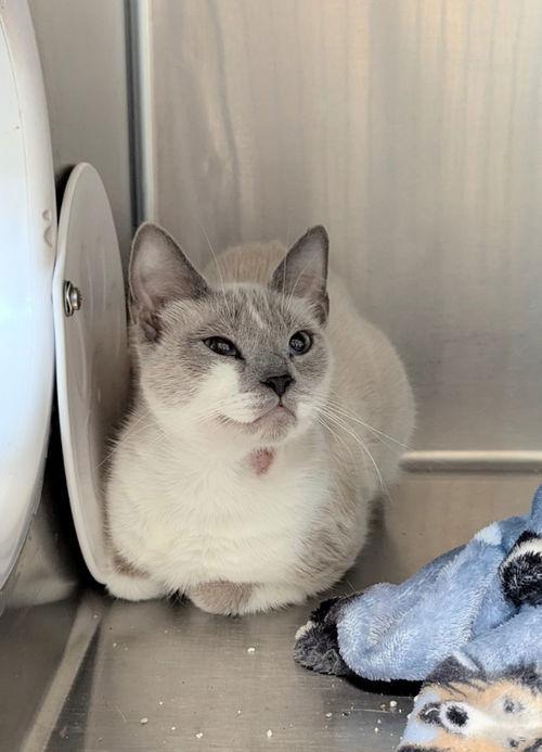 Enlarge Gita, a Adopted Siamese in Ocala, FL image 2/2