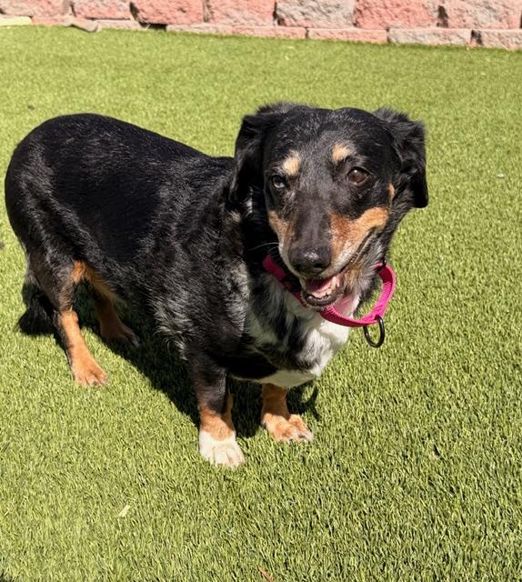 Enlarge Roxie, a Adoptable mixed breed in Henderson, NV image 1/3