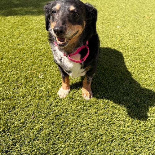 Enlarge Roxie, a Adoptable mixed breed in Henderson, NV image 2/3