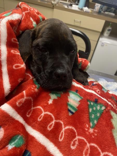 Puppa photo