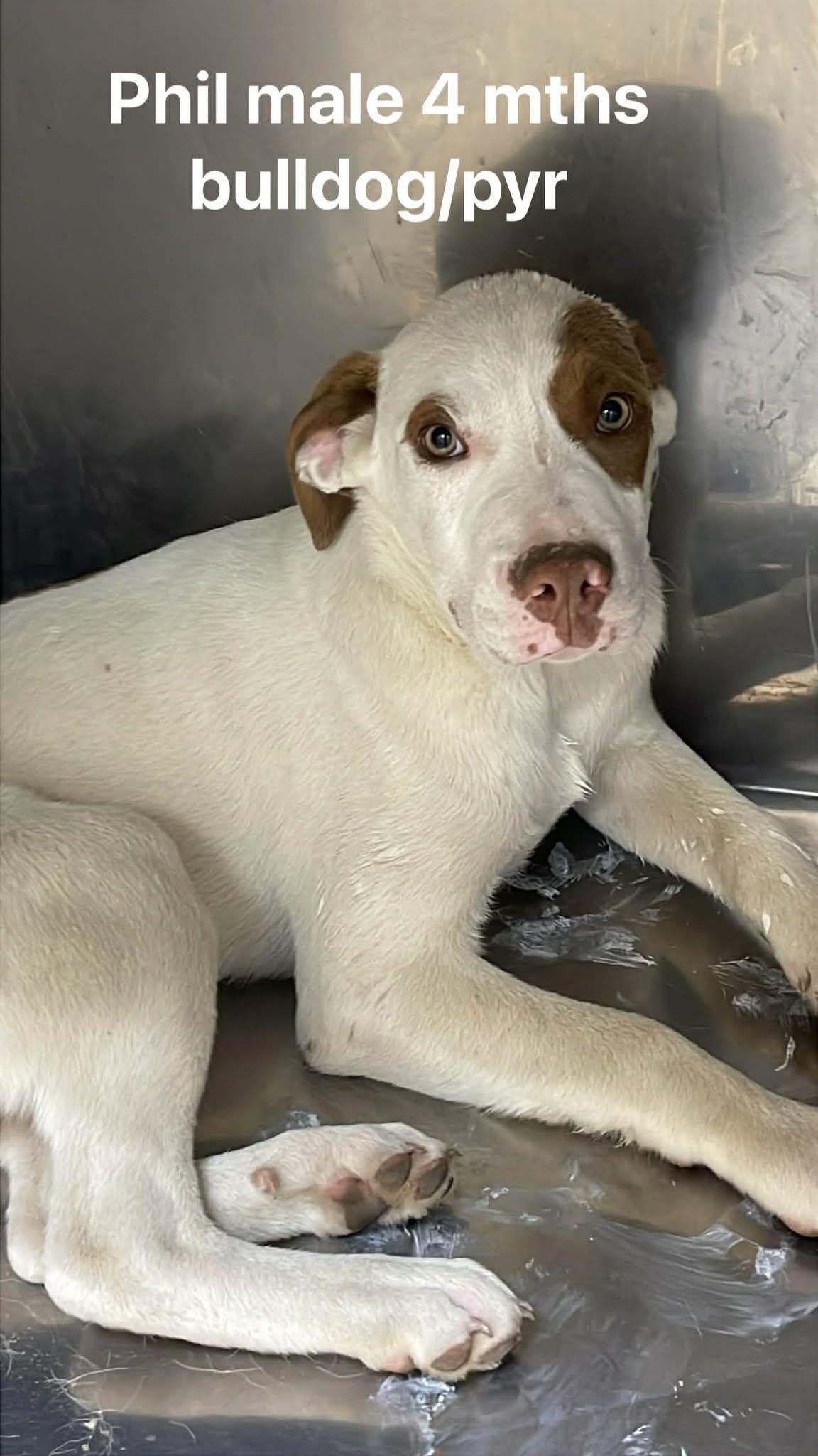 Phil, ADOPTABLE, Young Male Great Pyrenees & Bulldog.