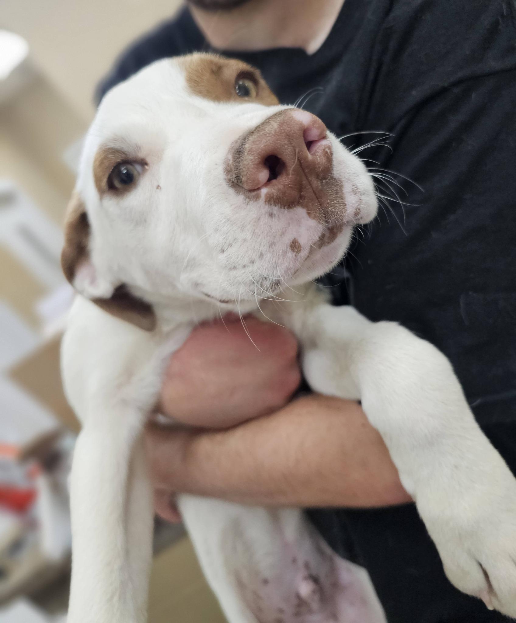 Enlarge Phil, a ADOPTABLE mixed breed in Fort Payne, AL image 2/2