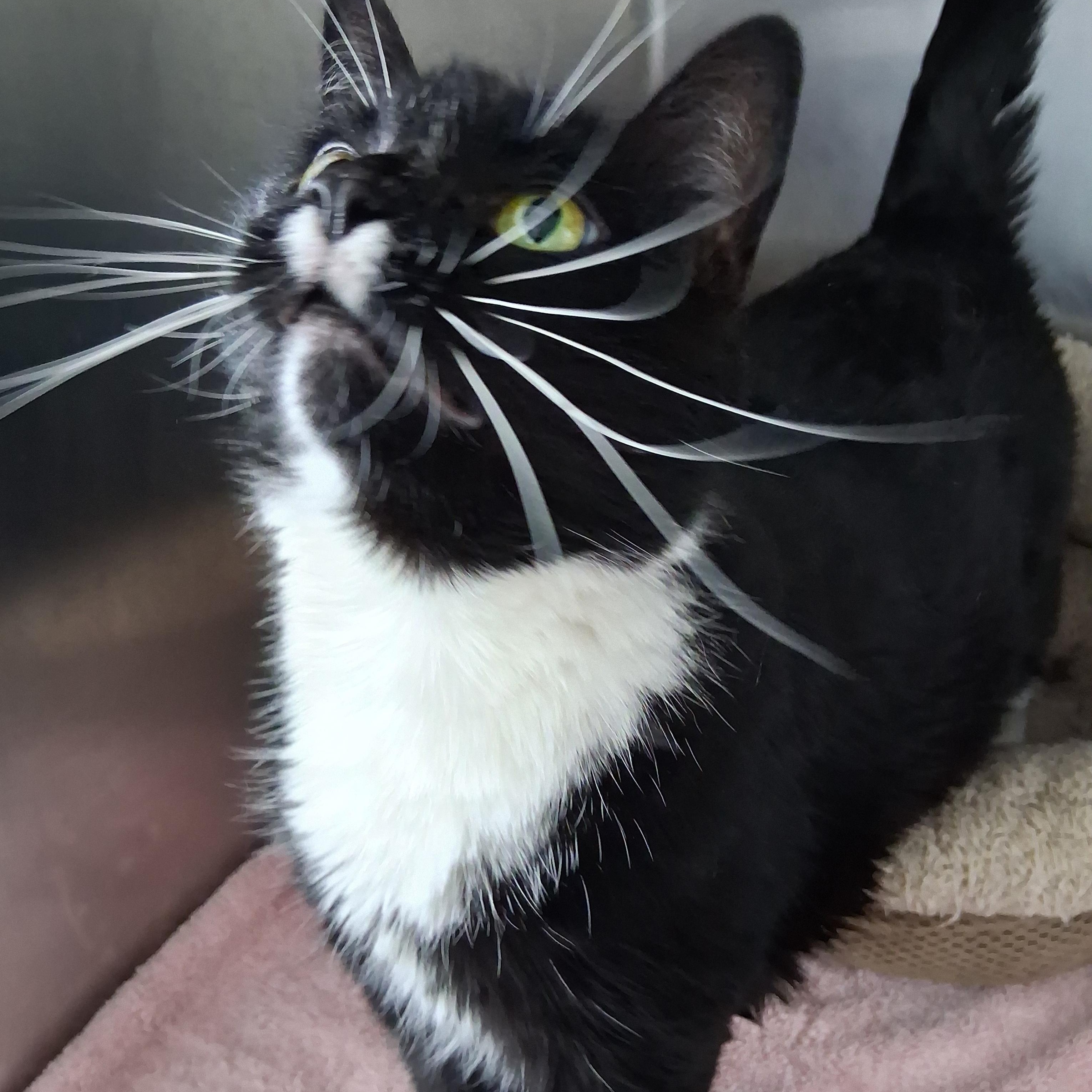 Yoshi, ADOPTABLE, Adult Female Domestic Short Hair.