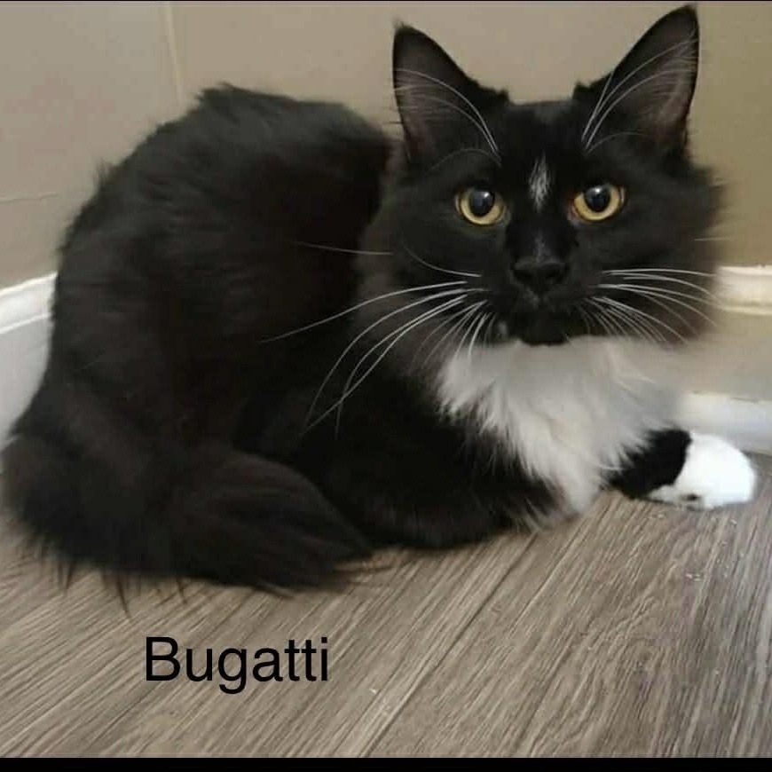 Bugatti ~ Adopted 2/28/26, adopted, Young Male Domestic Long Hair.