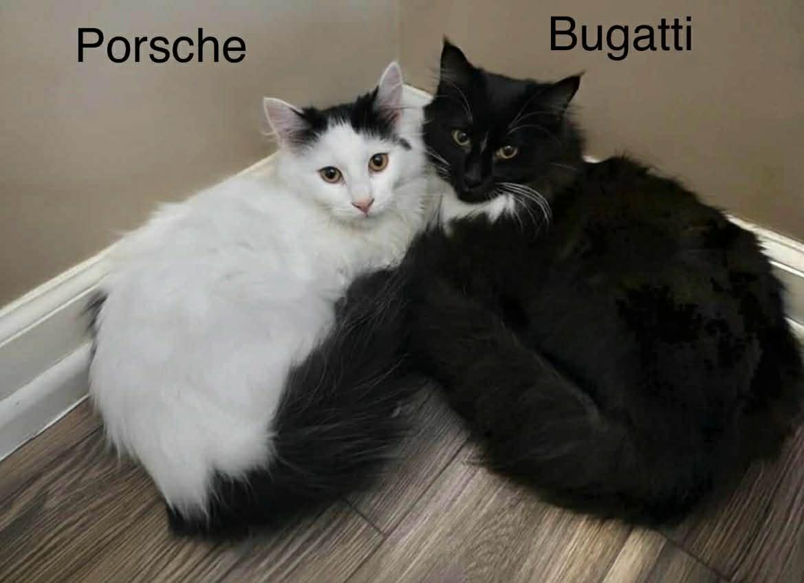 Enlarge Bugatti ~ Adopted 2/28/26, an adopted Domestic Long Hair in Livonia, MI image 2/4