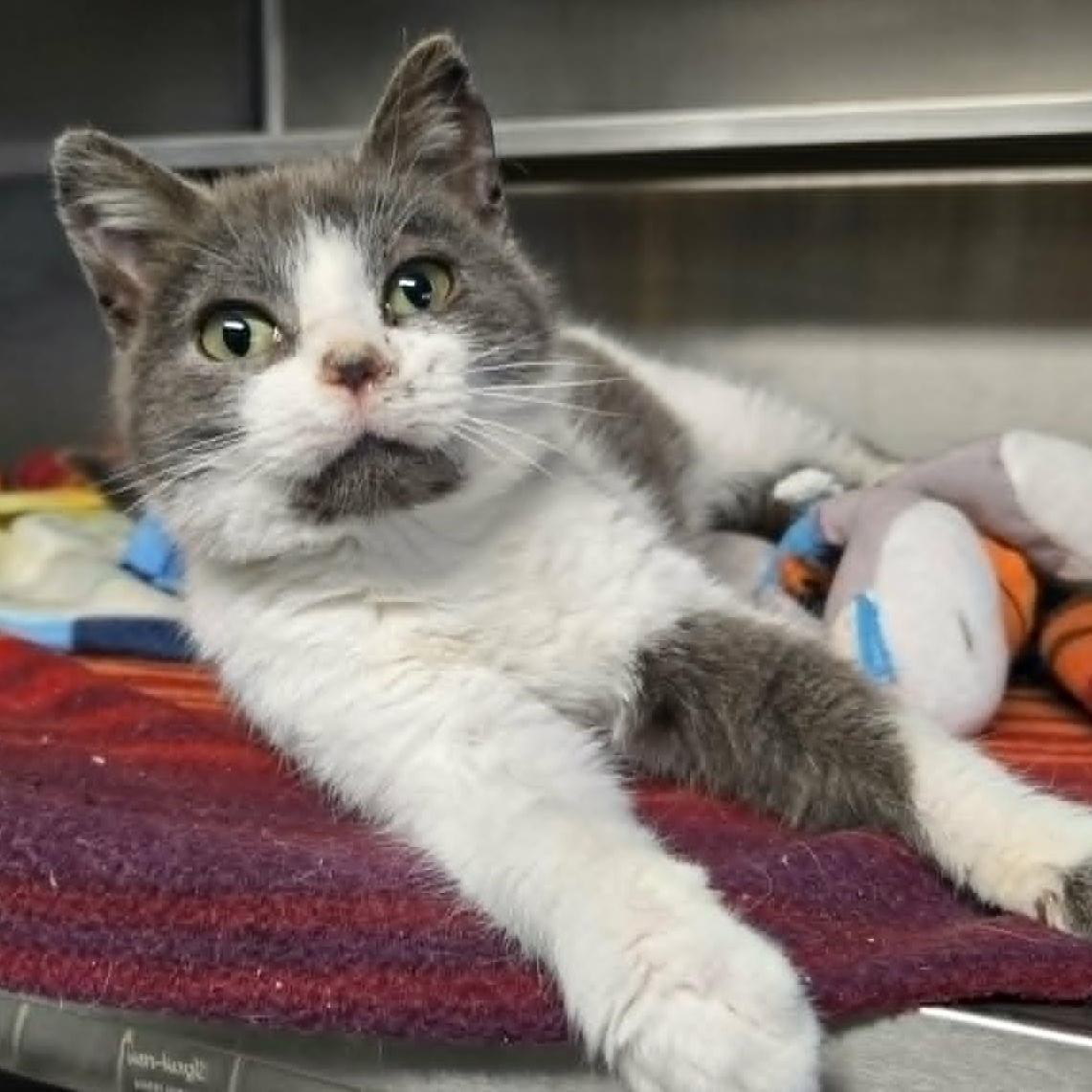 Puffin, adopted, Kitten Female Domestic Short Hair.