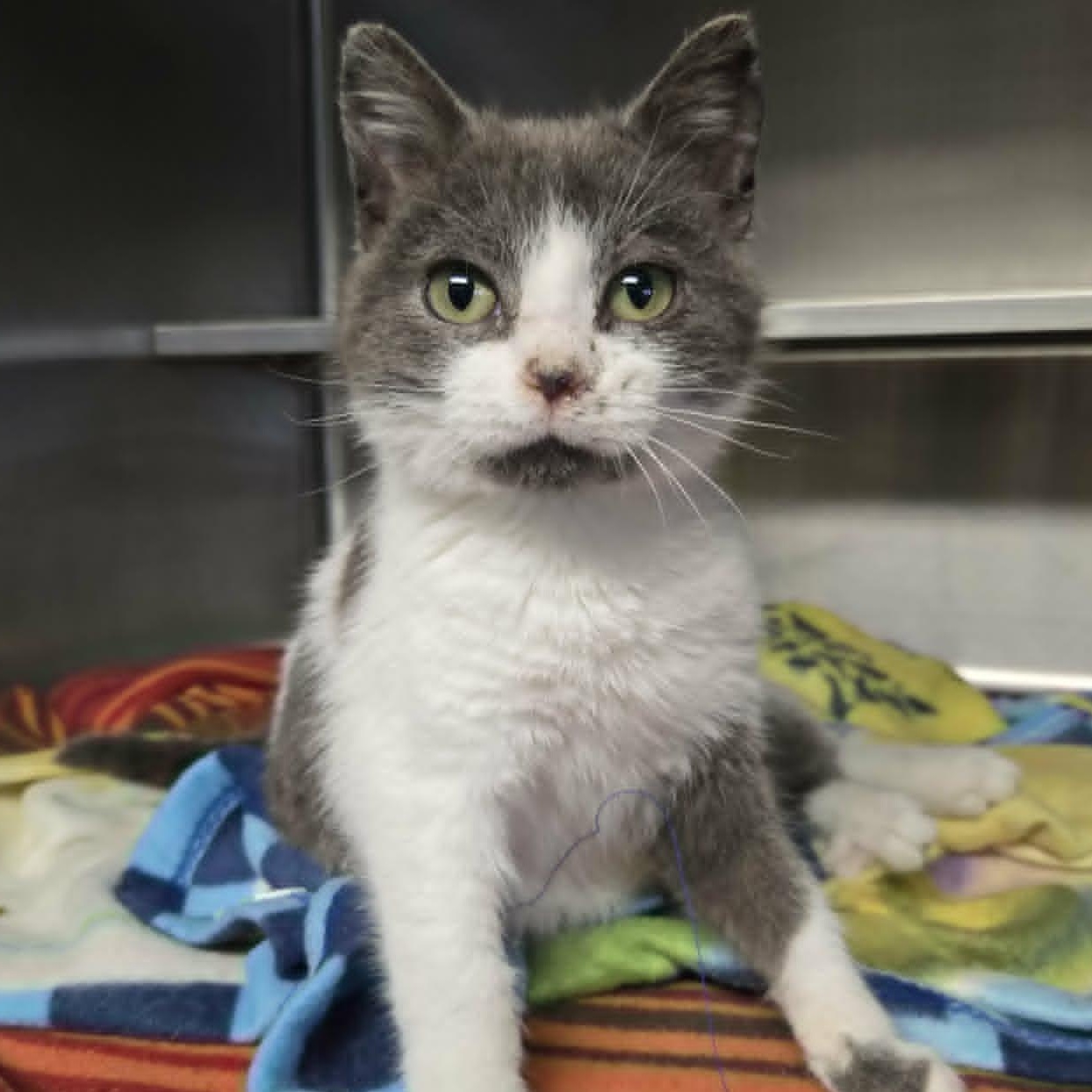 Enlarge Puffin, an adopted Domestic Short Hair in Watertown, WI image 2/2