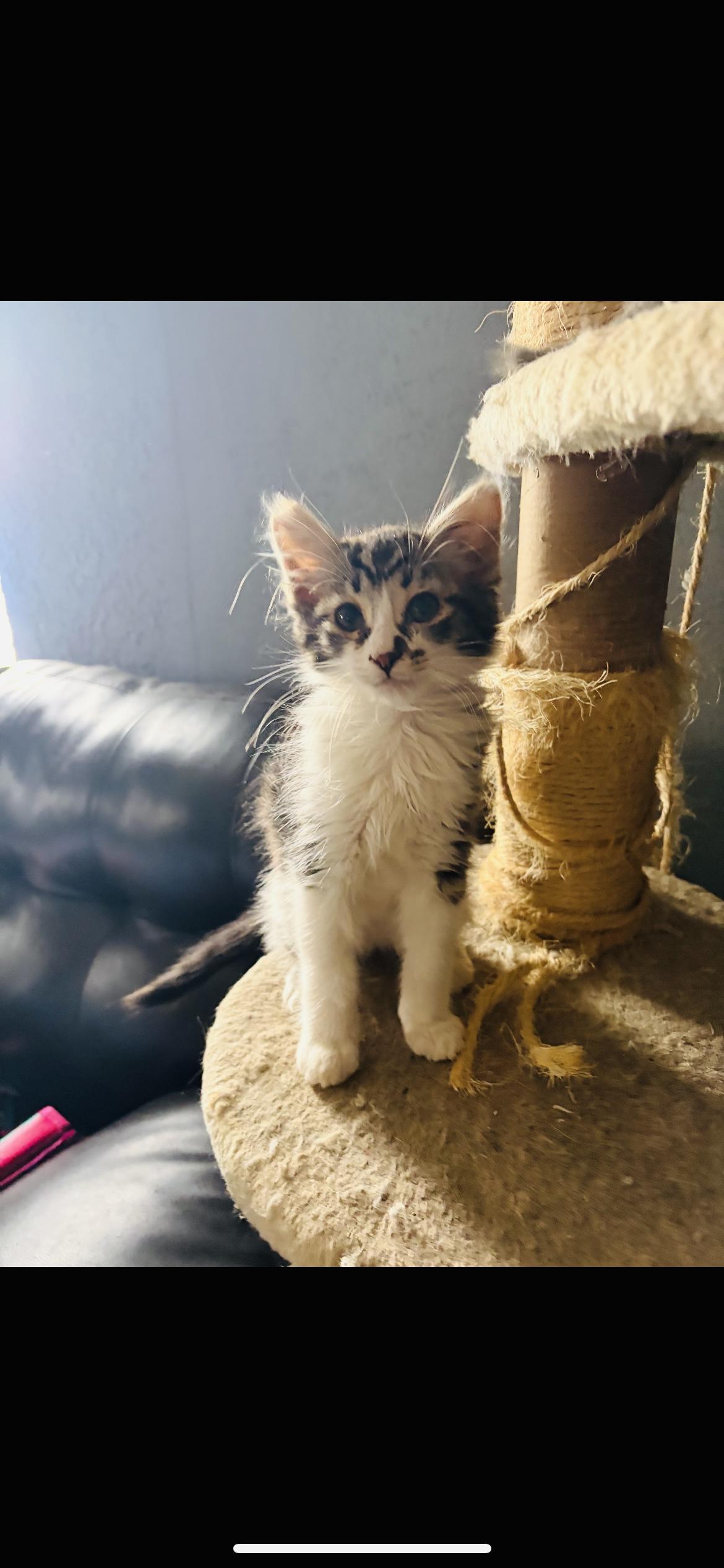 Enlarge Loo, an adopted Domestic Long Hair in Palmdale, CA image 1/1