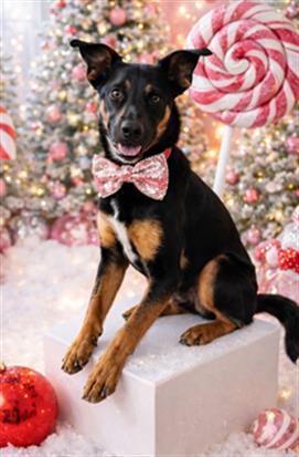 Enlarge Buddy -- URGENT! LONGTIME RESIDENT!, a ADOPTABLE mixed breed in Thousand Oaks, CA image 1/1