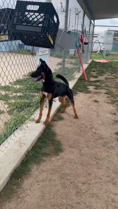Enlarge Buddy -- LONGTIME RESIDENT!, a ADOPTABLE mixed breed in Thousand Oaks, CA video 2/2