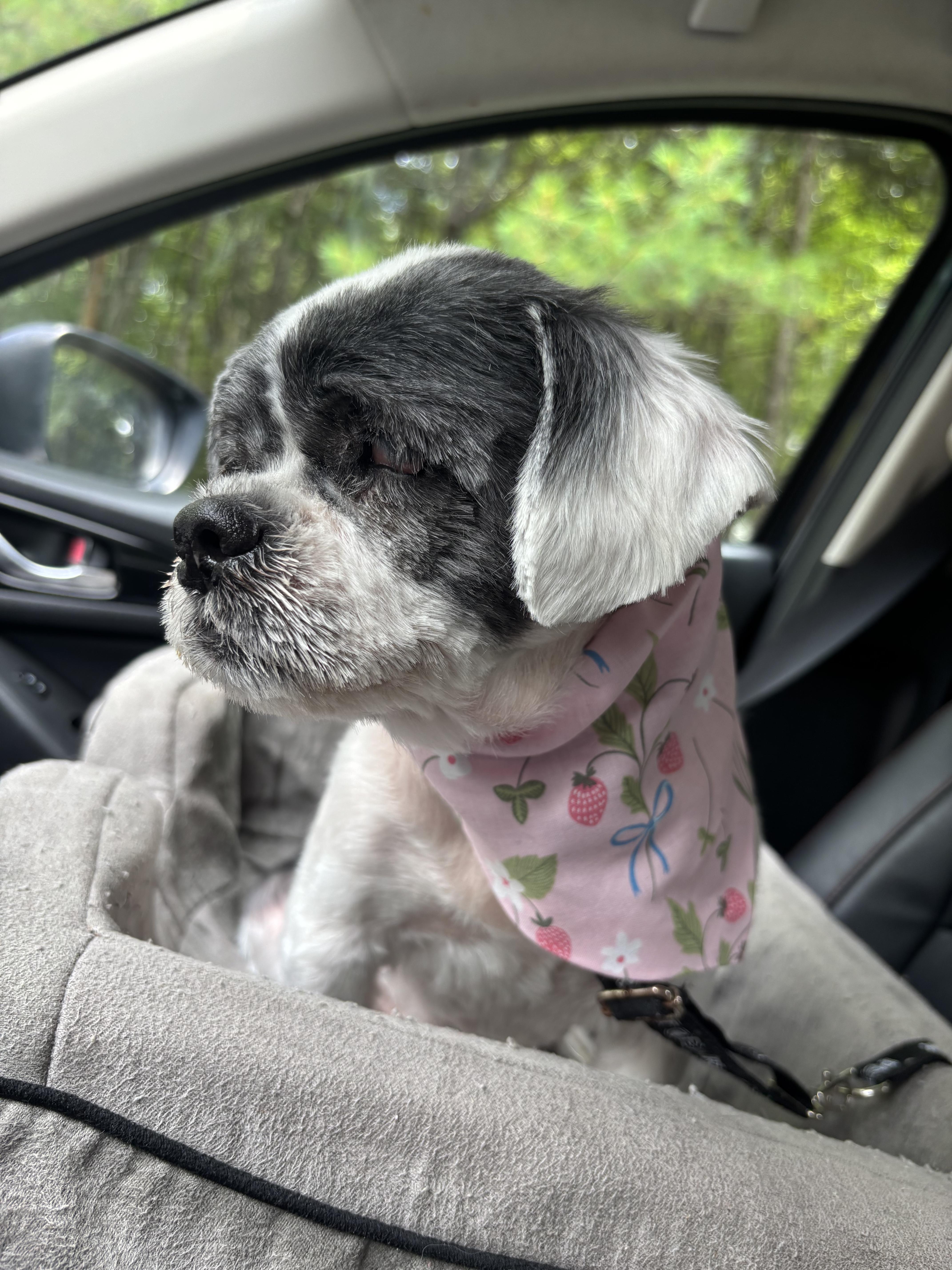 Enlarge Bella Louise, a Adopted Shih Tzu in Chelmsford, MA image 4/6