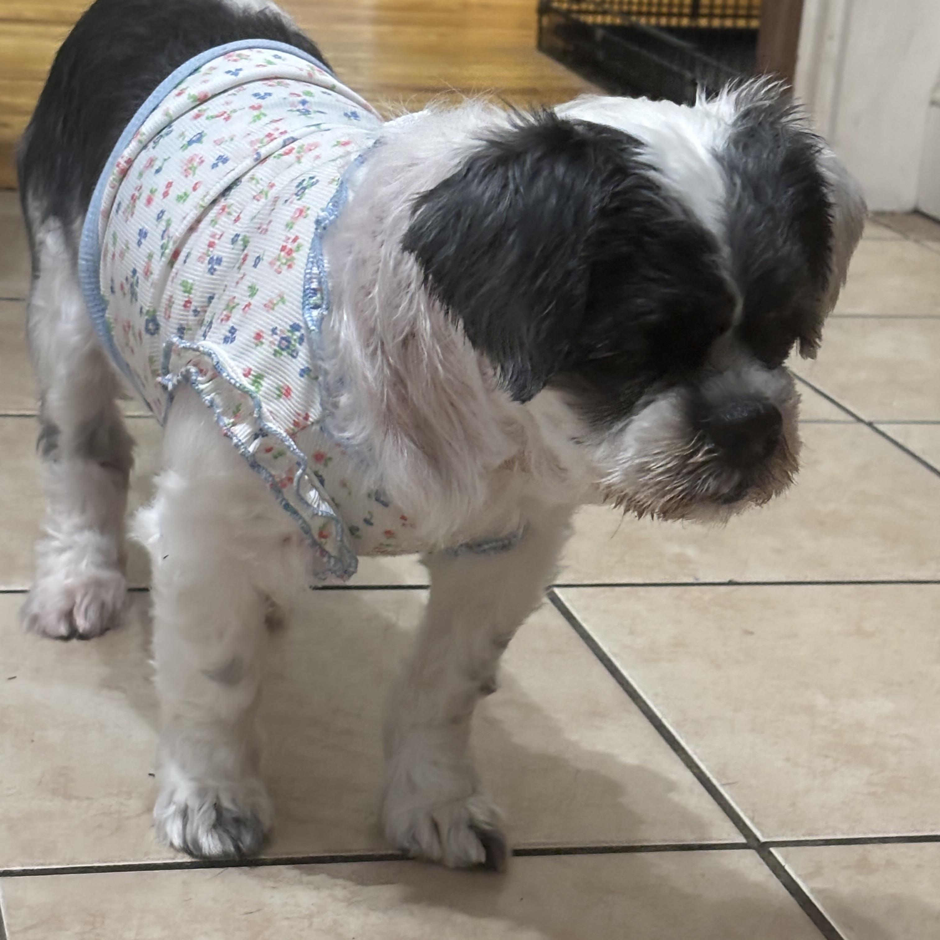 Enlarge Bella Louise, a Adopted Shih Tzu in Chelmsford, MA image 6/6