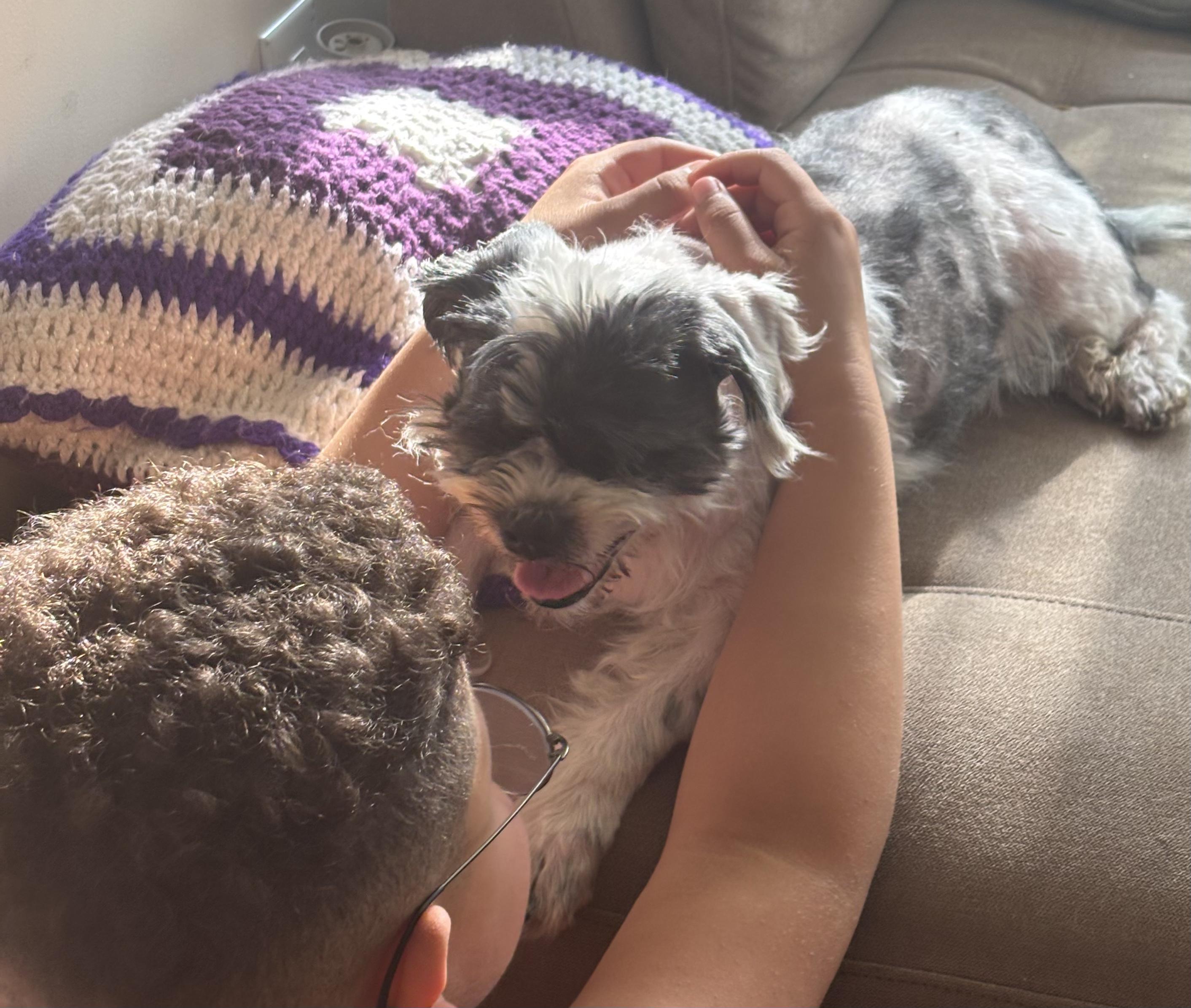 Enlarge Bella Louise, a Adopted Shih Tzu in Chelmsford, MA image 3/6