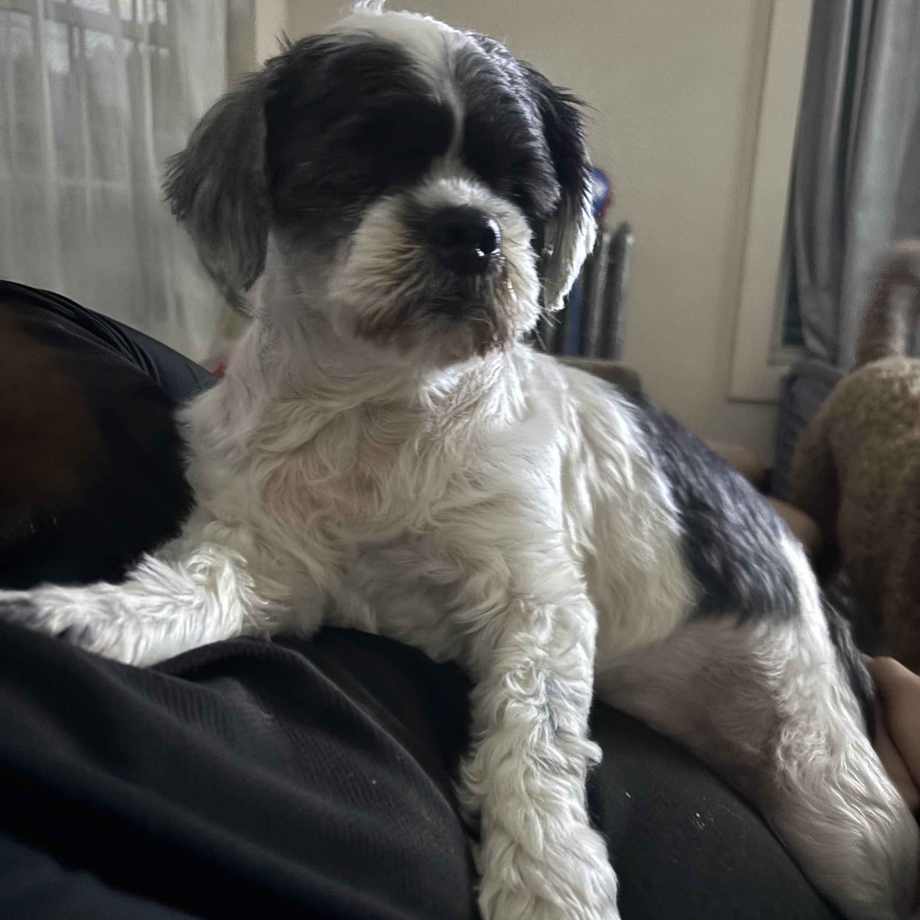 Enlarge Bella Louise, a Adopted Shih Tzu in Chelmsford, MA image 5/6